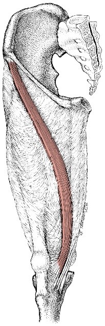 sartorius-muscle-2